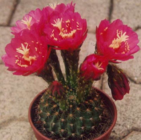 Echinopsis_mammillosa_1